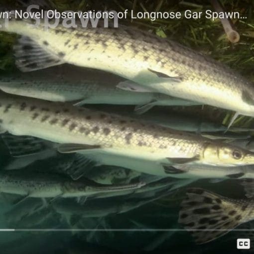 Screenshot B.Hawthorn